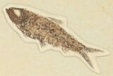 Multiple Detailed Fossil Fish (Knightia) Plate - Wyoming #245023-4